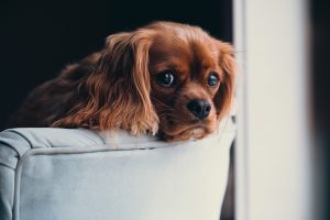 dog in a sofa